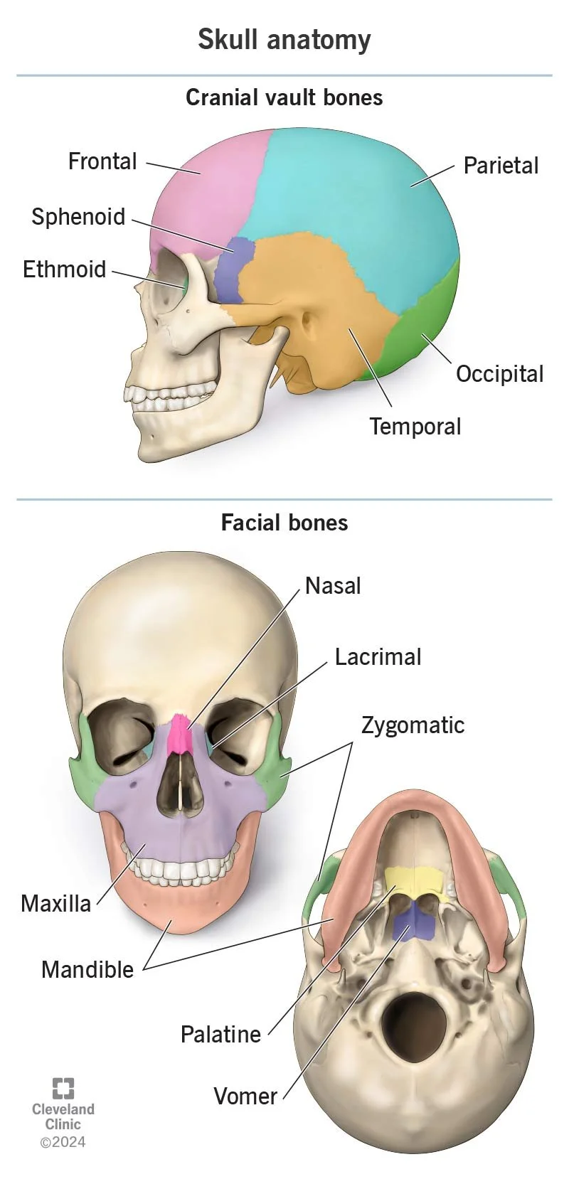 skull-anatomy.jpg