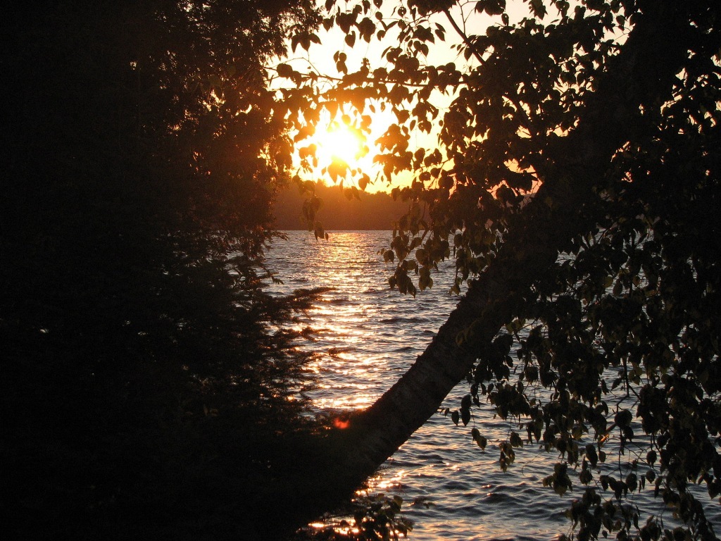 sunsettree_mod.jpg