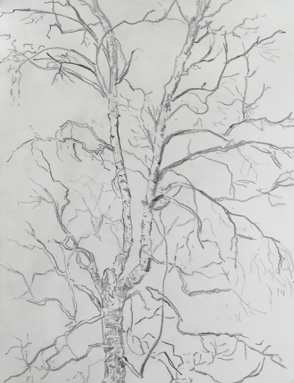 Tree 03 Graphite on paper, 10.6 in. x 13.8 in. 2013