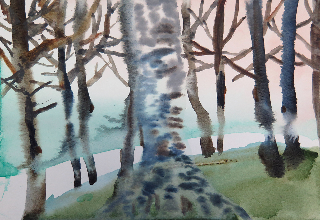 Birch on mount royal small.jpg