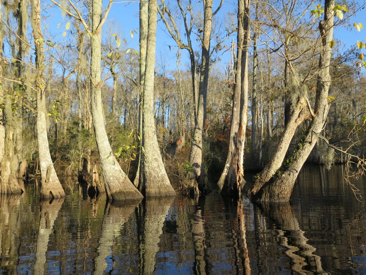 Paddling in Pembroke Creek
