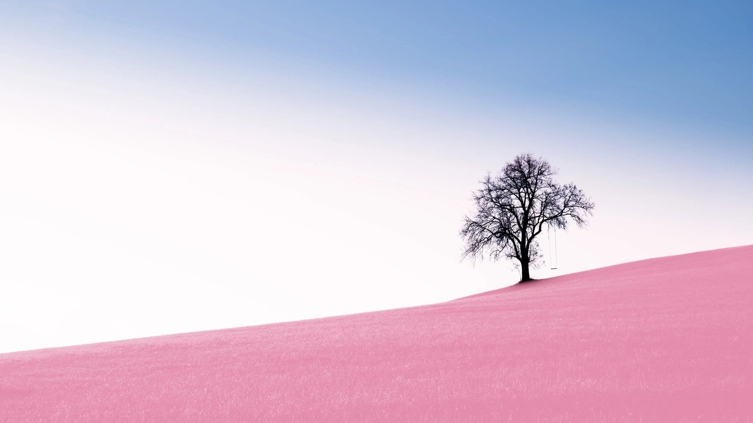 tree on desert.jpg