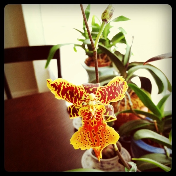 orchid.JPG