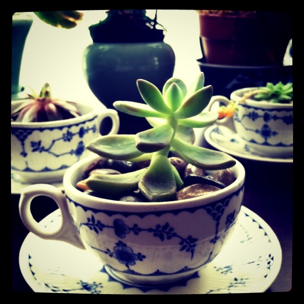 teacupsucculent.JPG