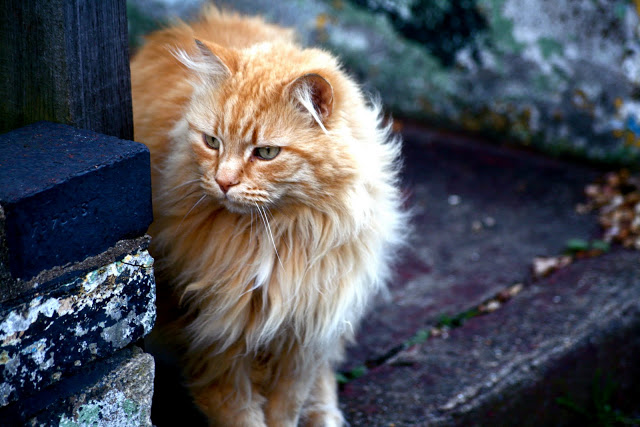 catportrait.JPG
