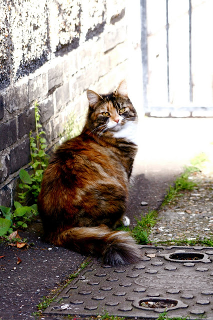 catportrait3.JPG