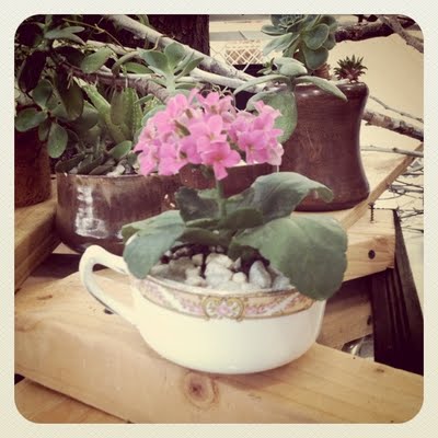 succulents2.JPG