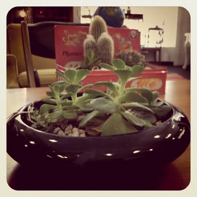 succulents.JPG