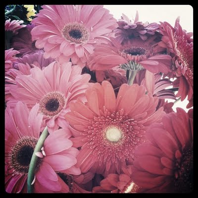 gerbera.JPG