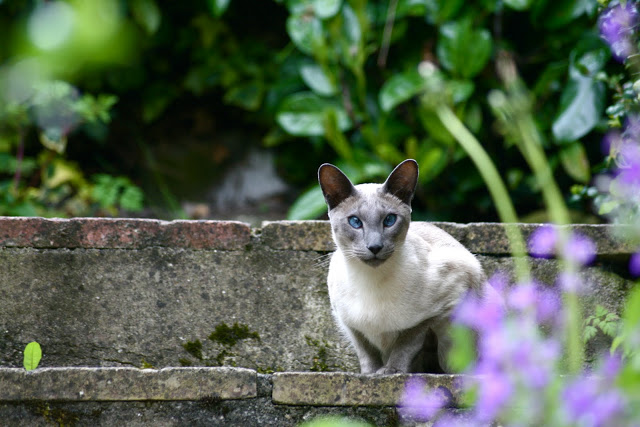 catportrait2.JPG
