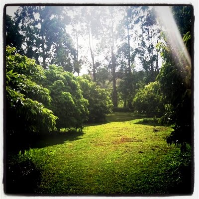 lycheeorchard.JPG