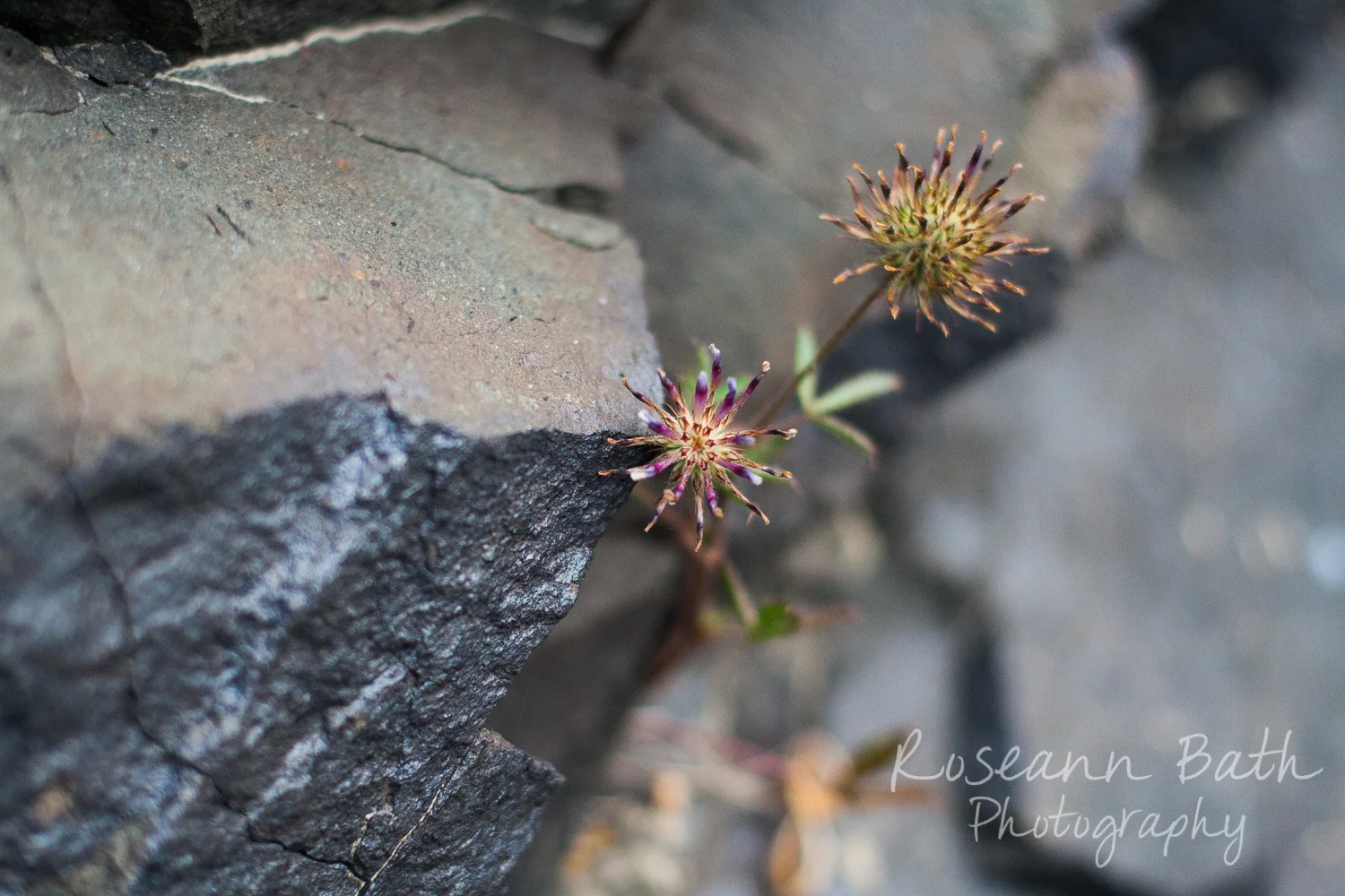 _MG_1078.jpg