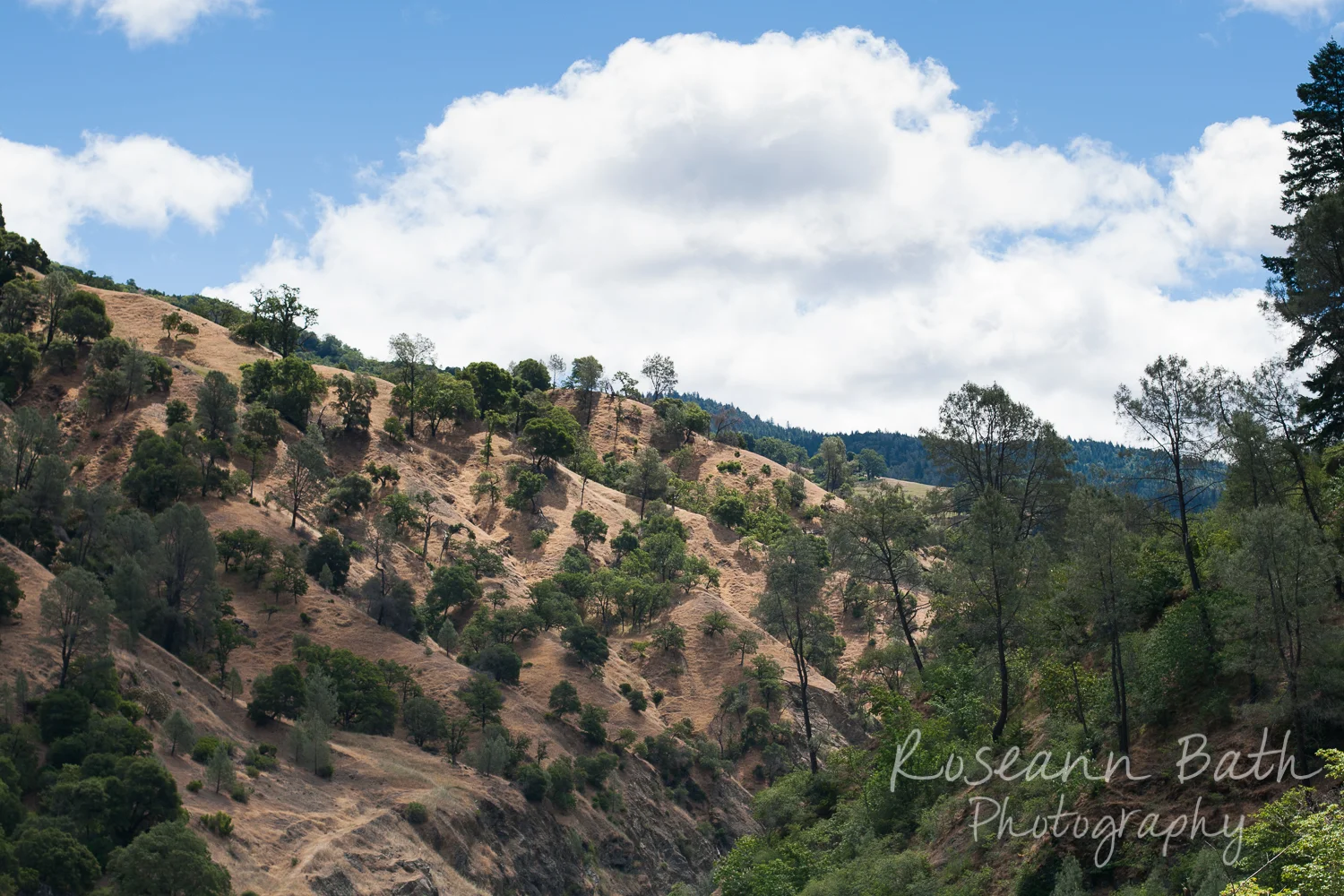 _MG_1164.jpg