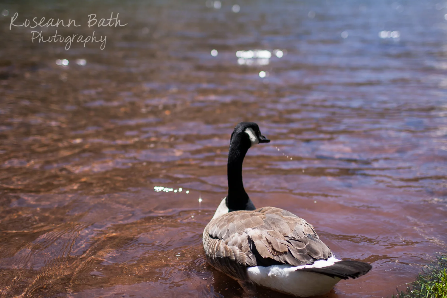 _MG_3511.jpg