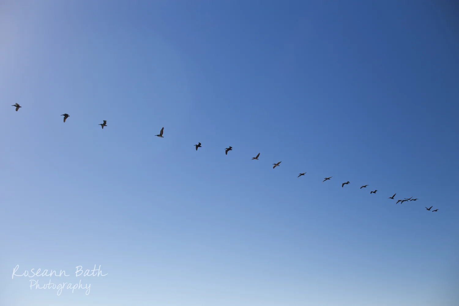 _MG_1284.jpg