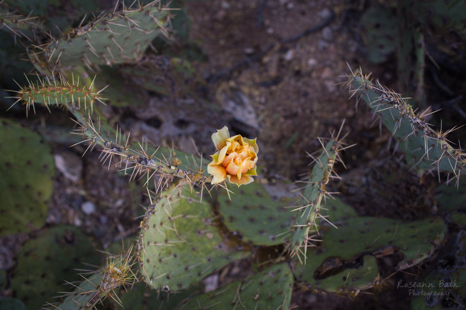 prickly pear flower