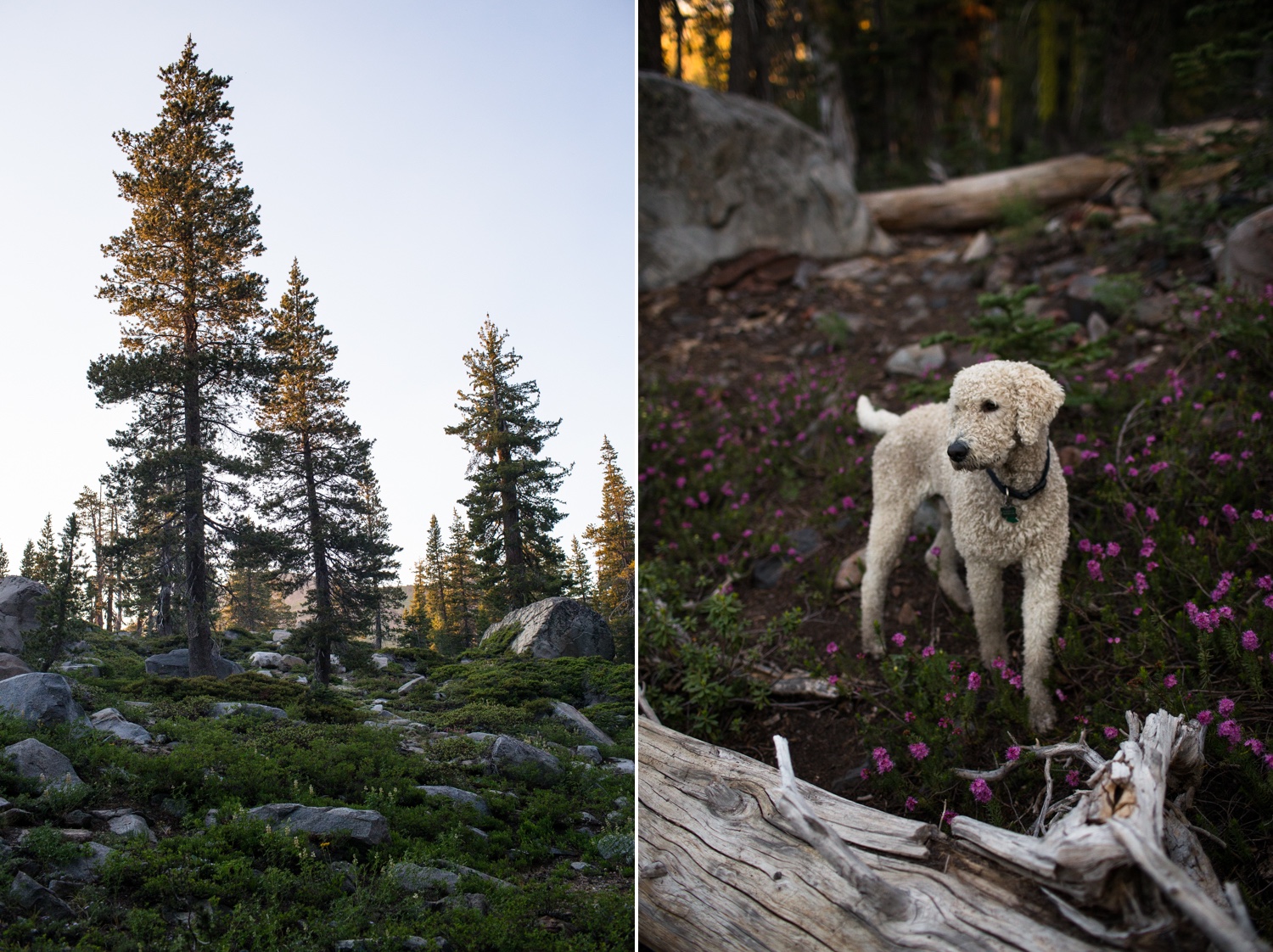 pooch in the mountains