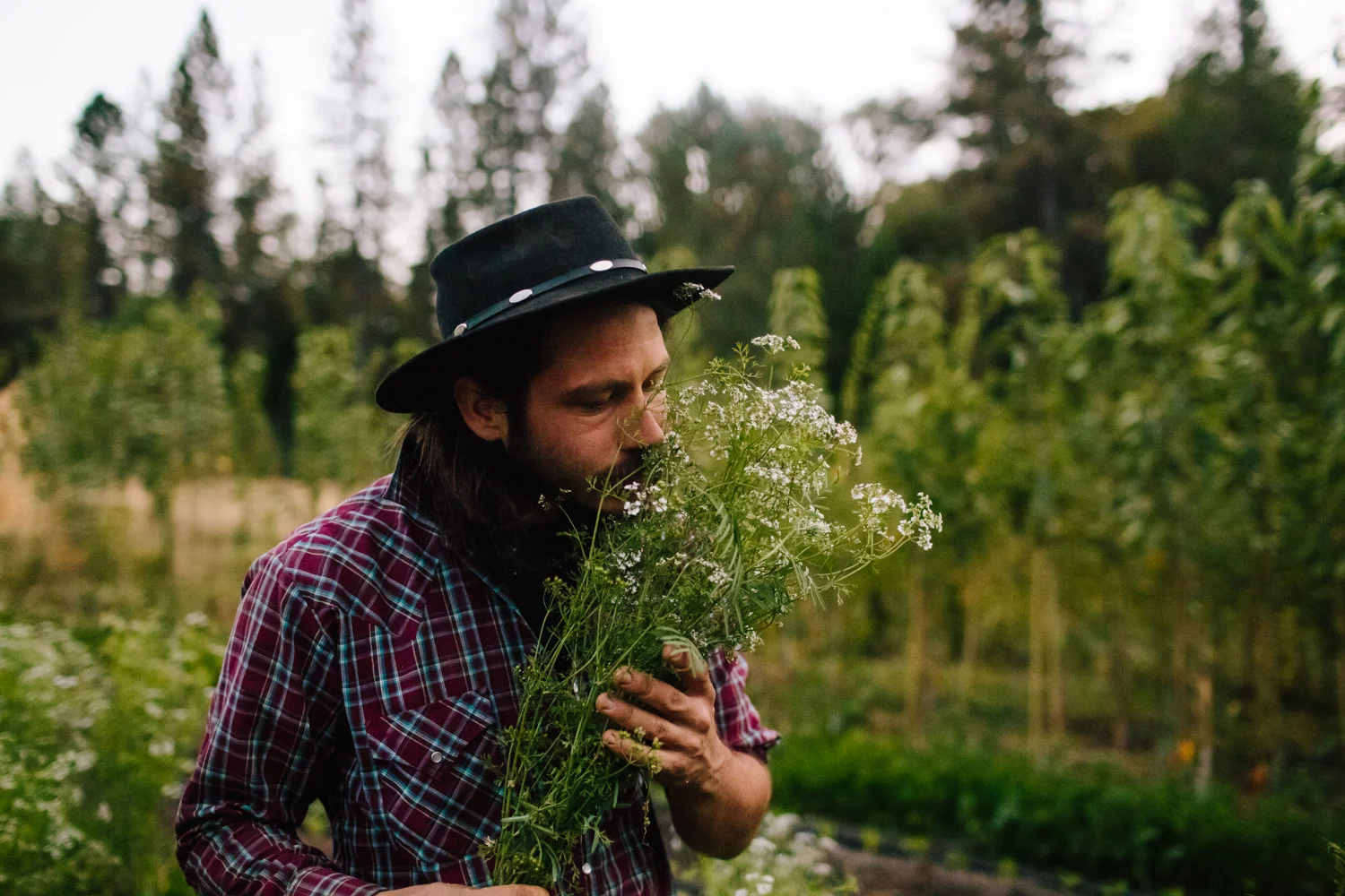 FogDog Farm // North San Juan