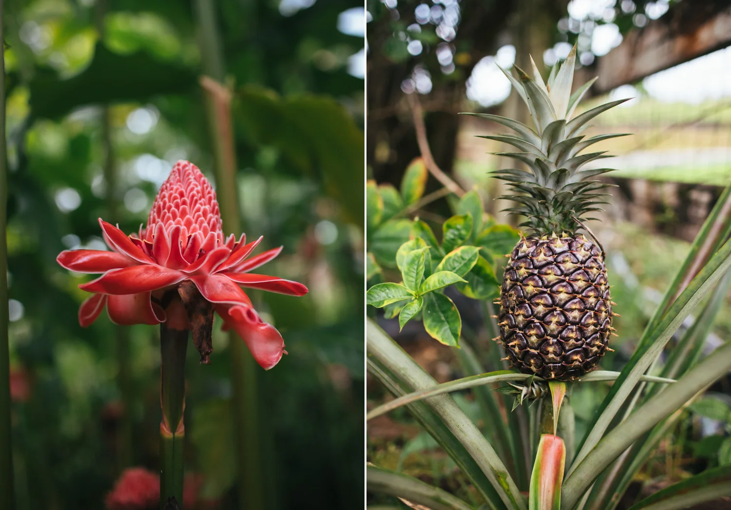 hilo-photographer.jpg