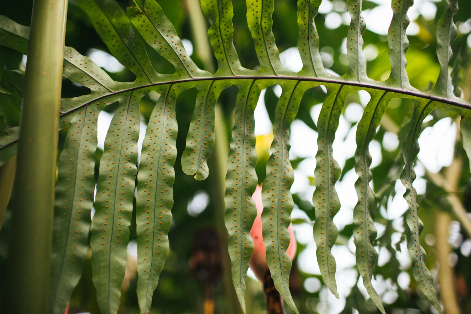 hilo-photographer-1.jpg