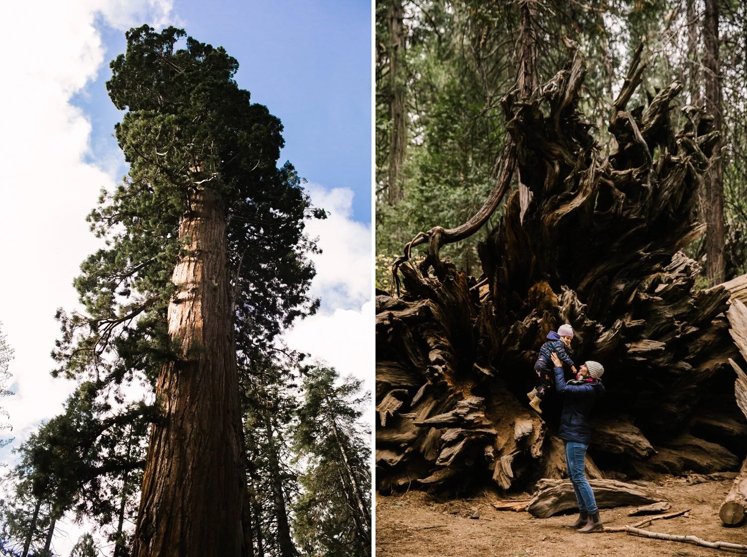 Calaveras Big Trees State Park