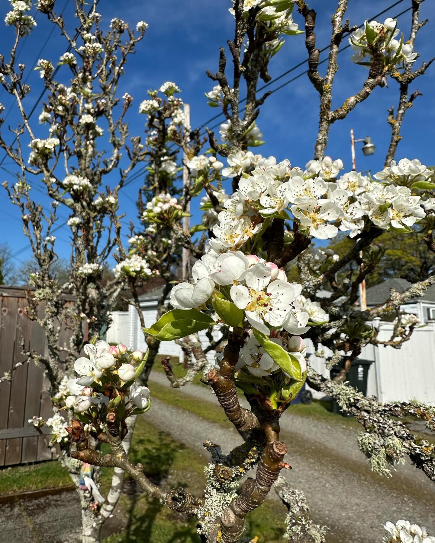 Spring in Tacoma