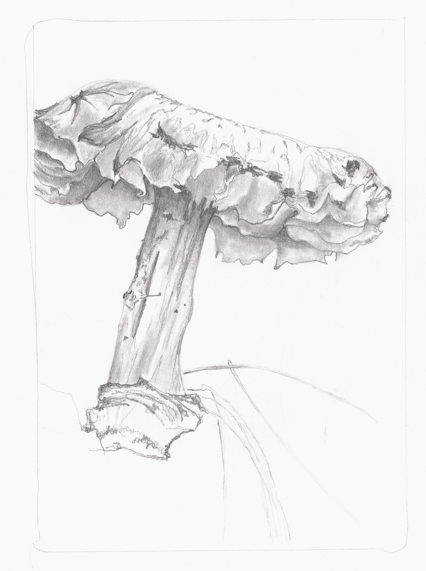 mushroom 01.png