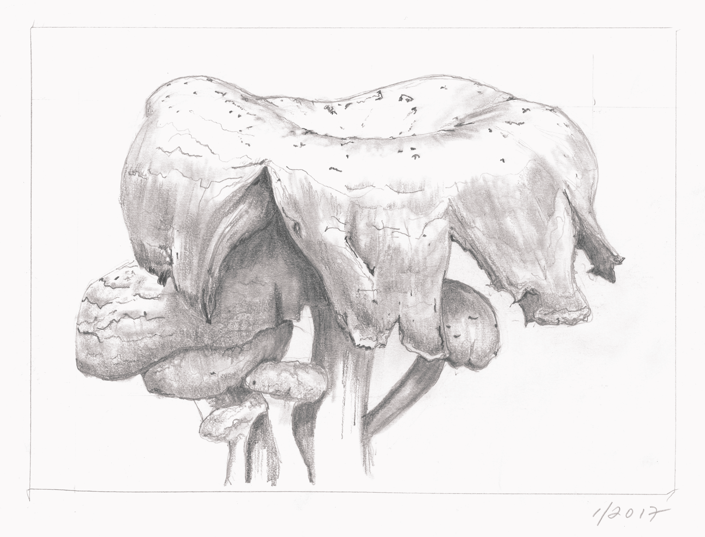 mushroom 05.png