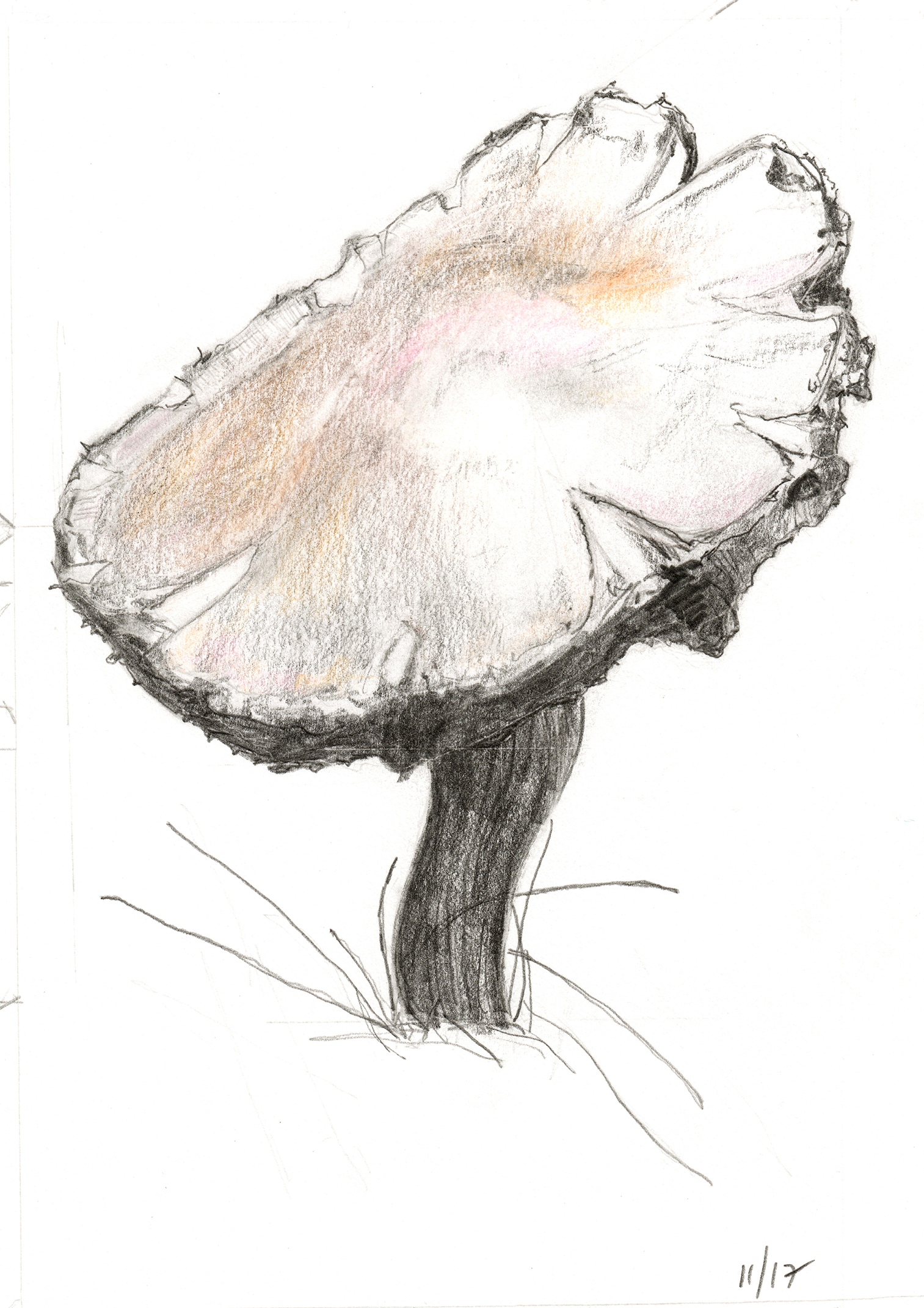 mushroom 10.png