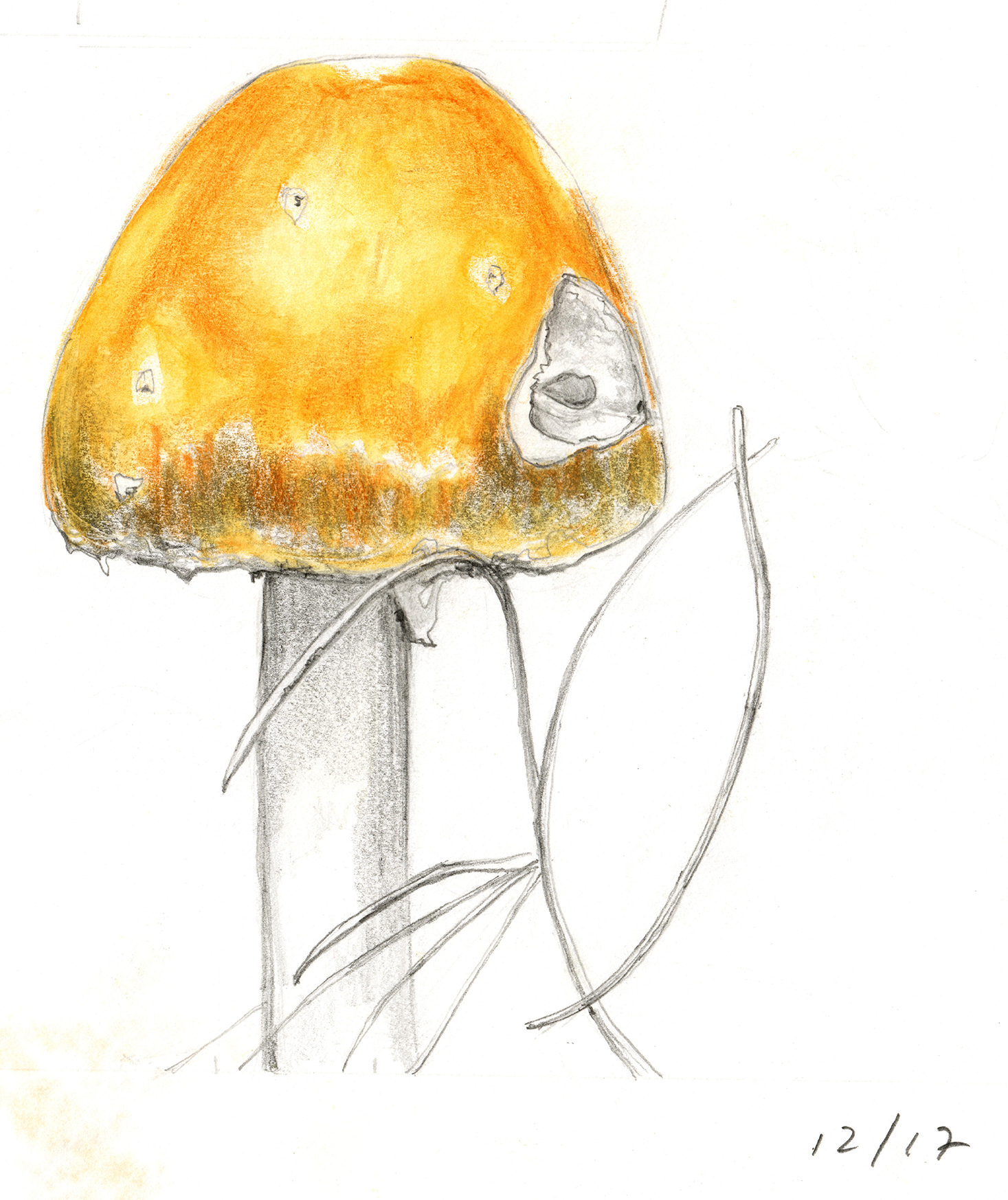 mushroom 11.png