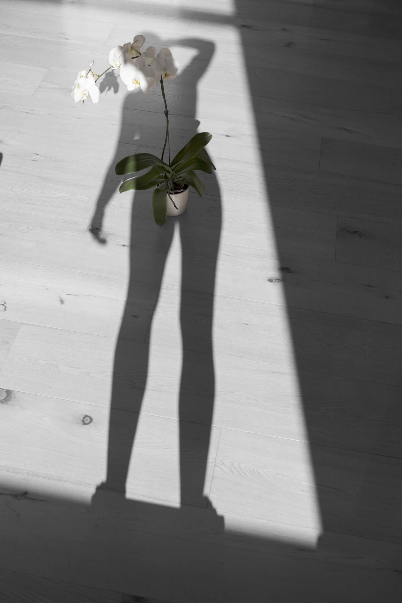 20180601_0819-1_B&W_1.jpg