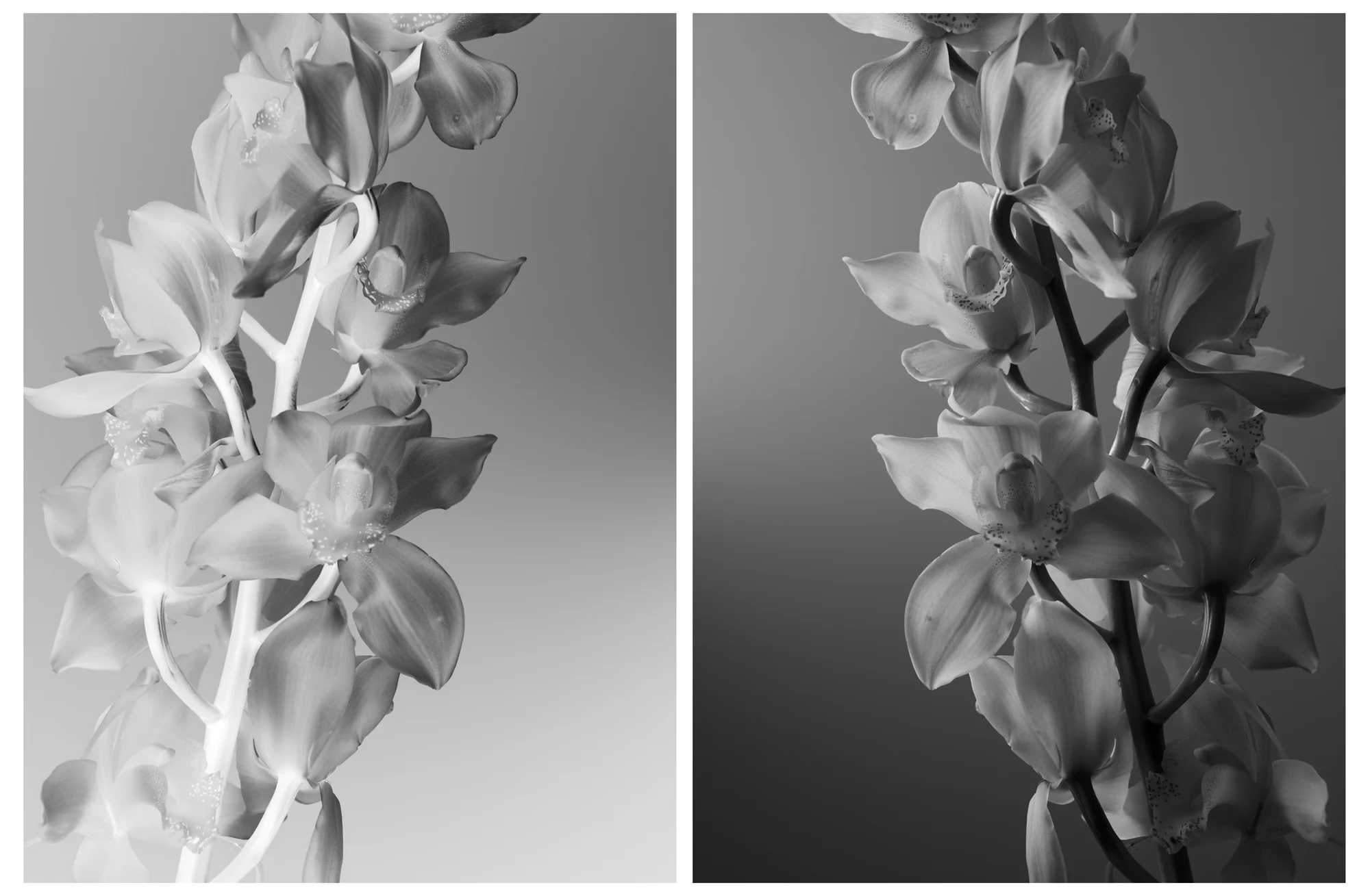 Orchids.jpg