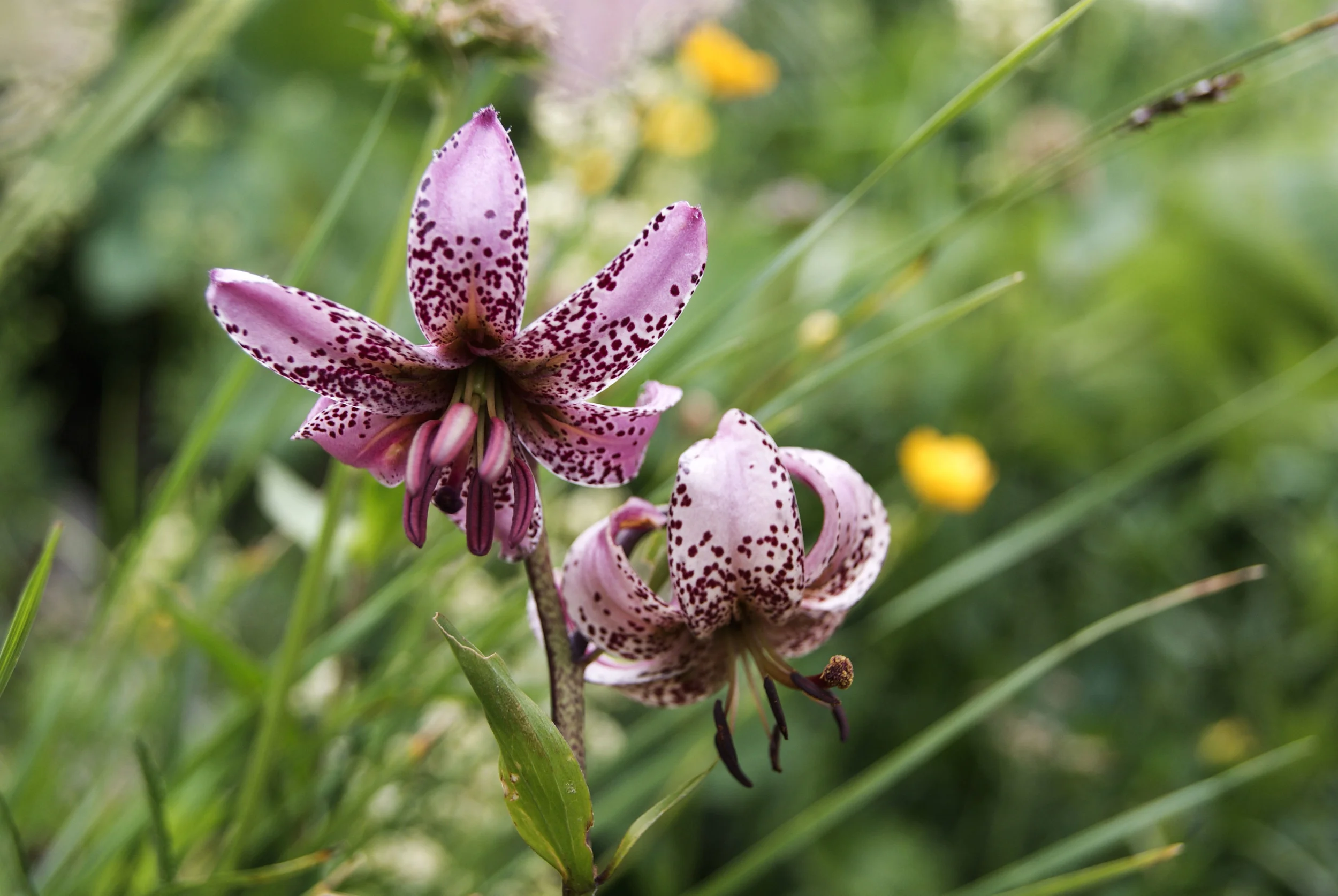 flower.JPG