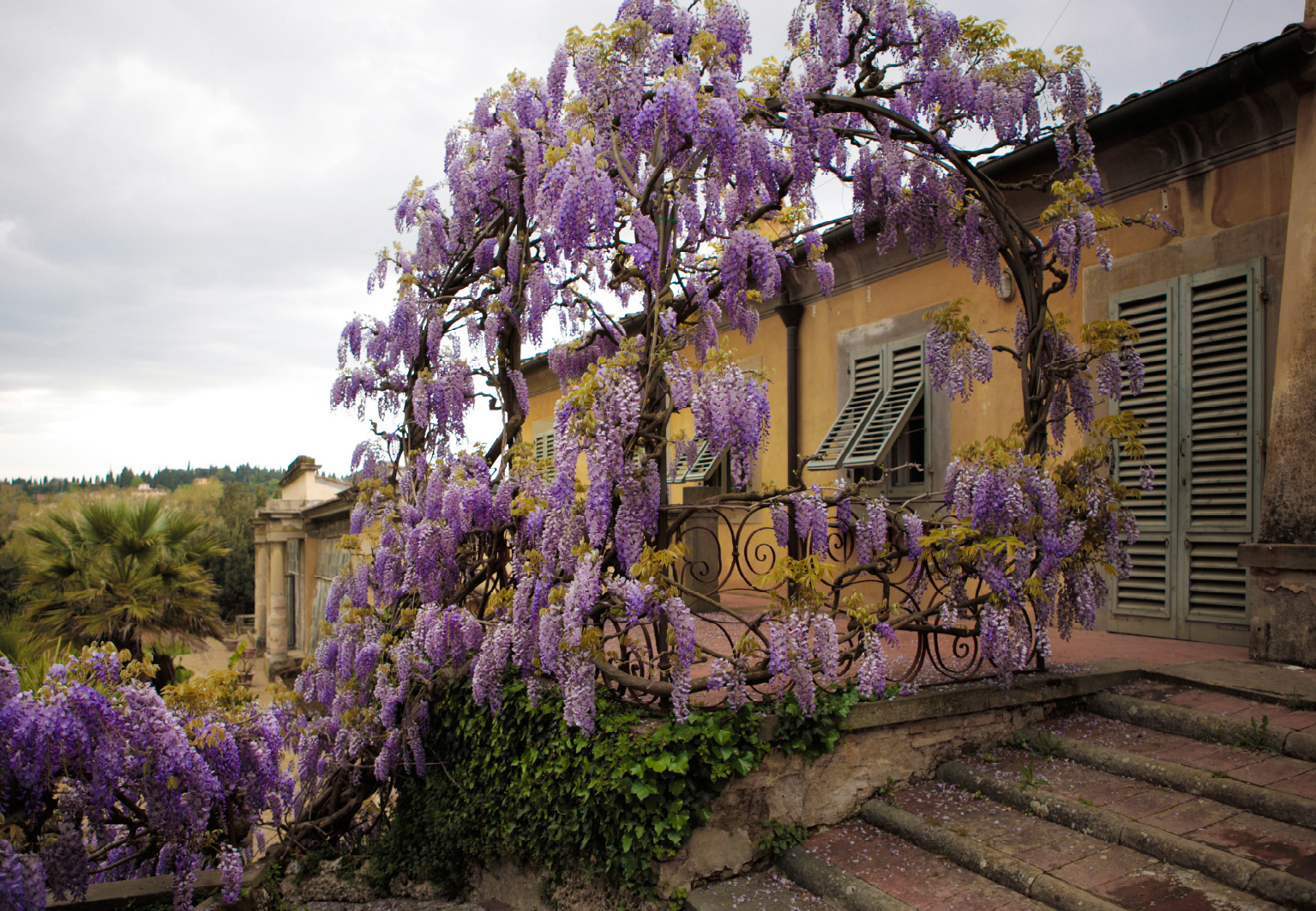 Conte of Florence ADV