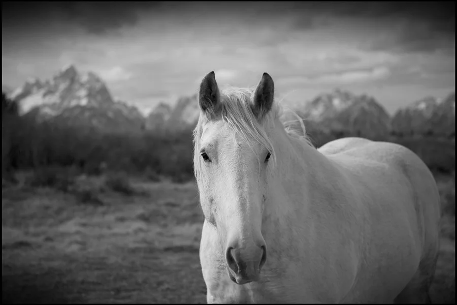White Horse in Teton Valley