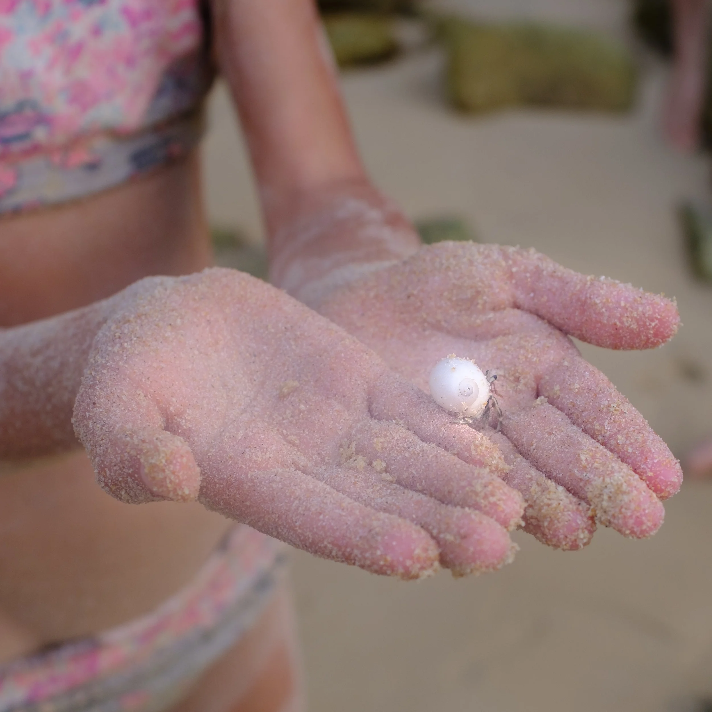 KENC3499 surin shell.jpg
