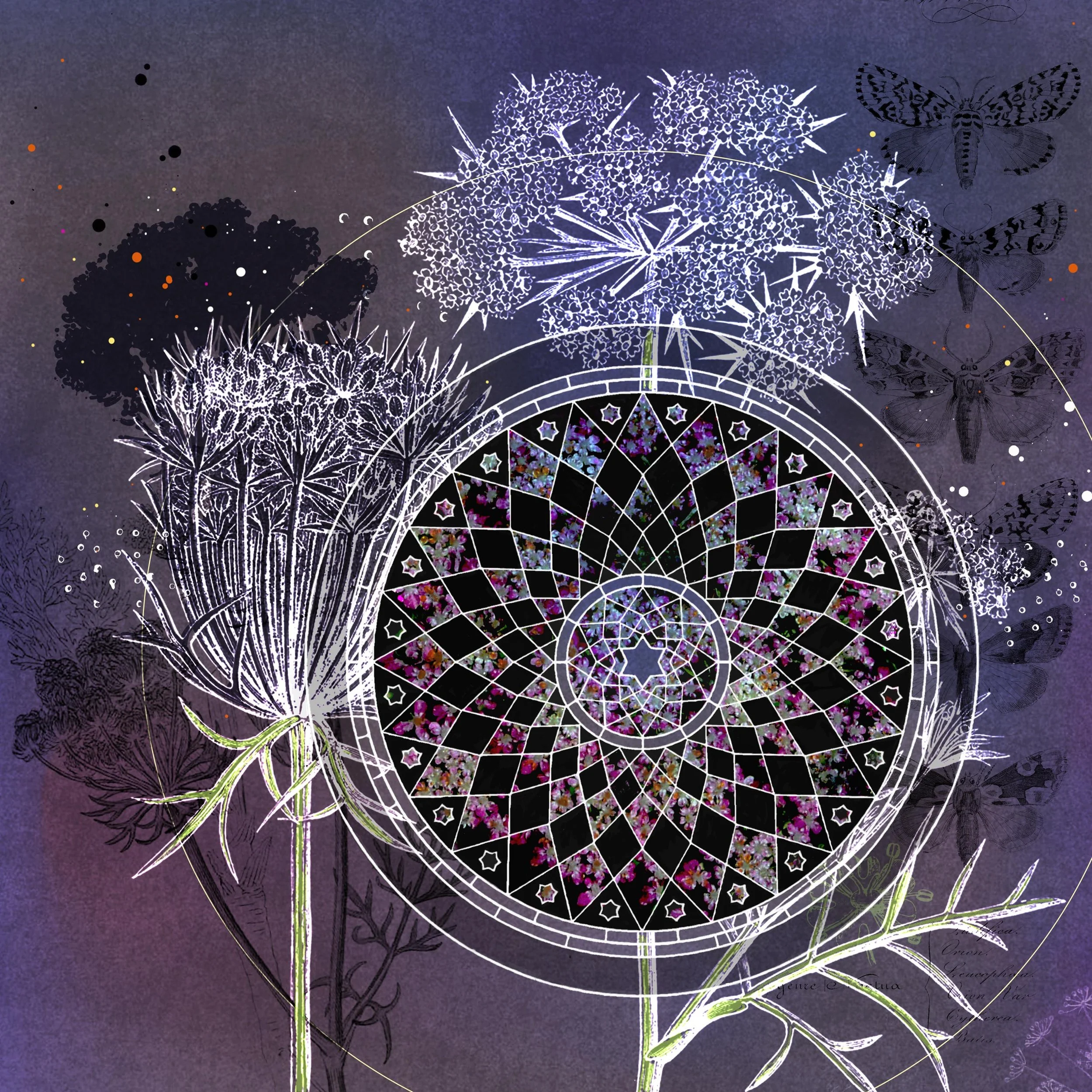 the mandala project — shelley kommers