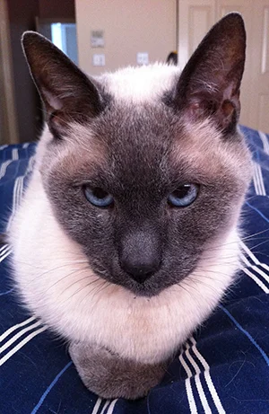Furball_sm.jpg