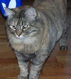 Cinnamon1.jpg