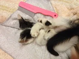 "This is how tiny he was when he arrived at our shelter loaded with fleas. The fleas kept traveling toward his face so he is covering his eyes to protect them. He wasn't much larger than that pink flea comb you see him laying next to. We couldn't believe how many fleas could be on an itty bitty kitty! "