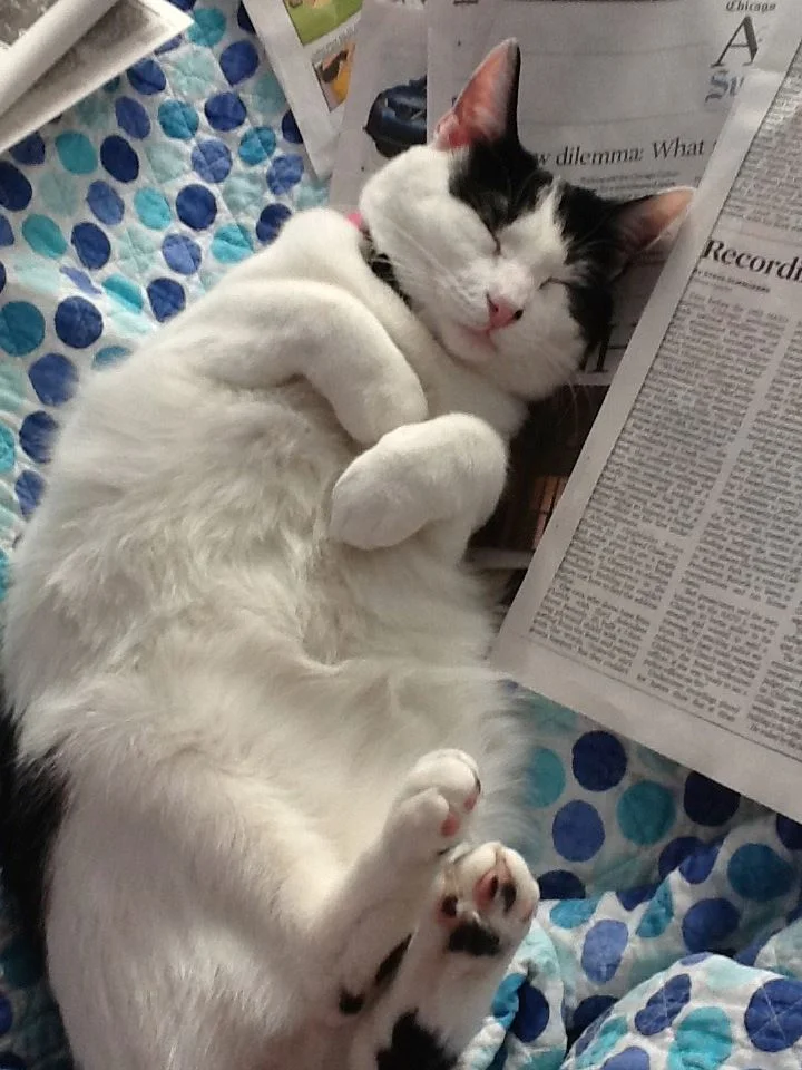 From Terra: "H ere is our sweet Ragamuffin today, he still loves to lie on his back in the sun after reading the paper! "