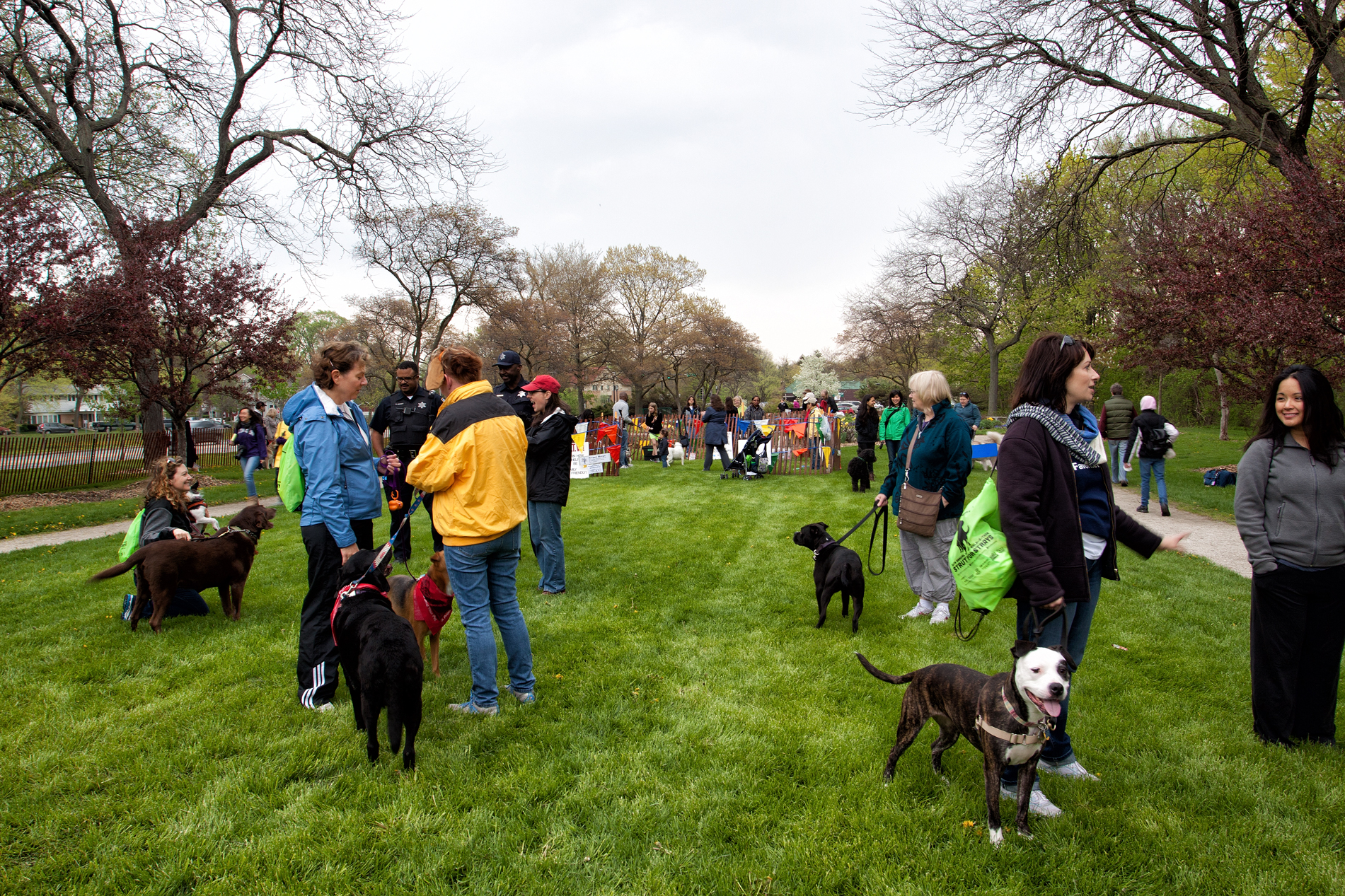 Strut for Strays 2013