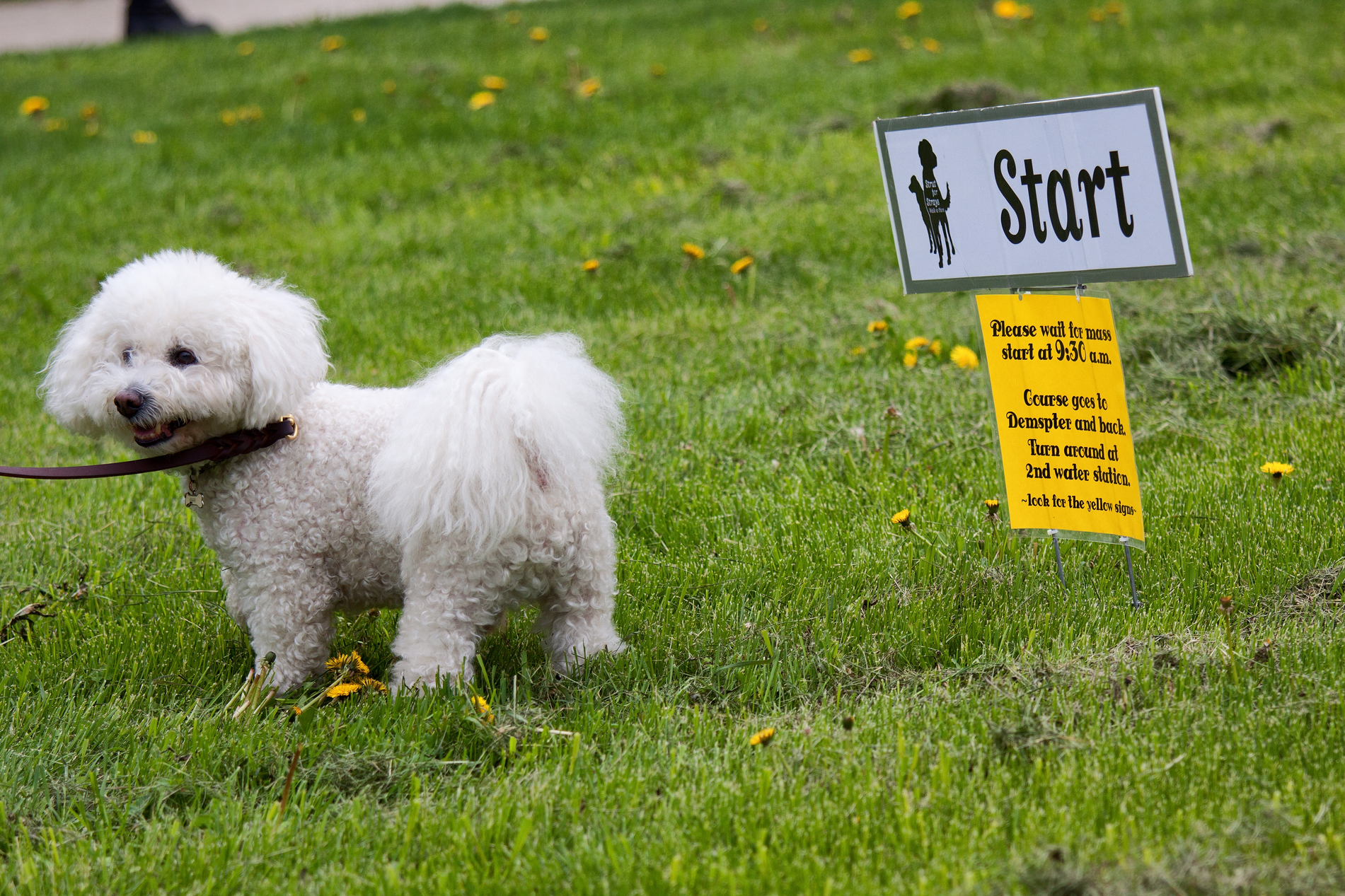 Strut for Strays 2013