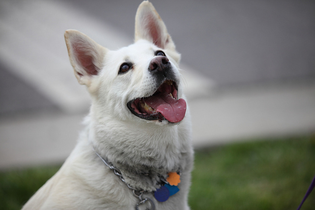 Strut for Strays 2013