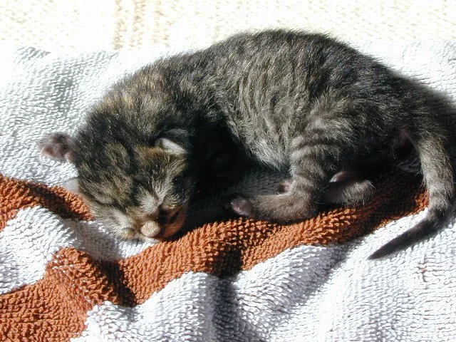 Tiny Tycho