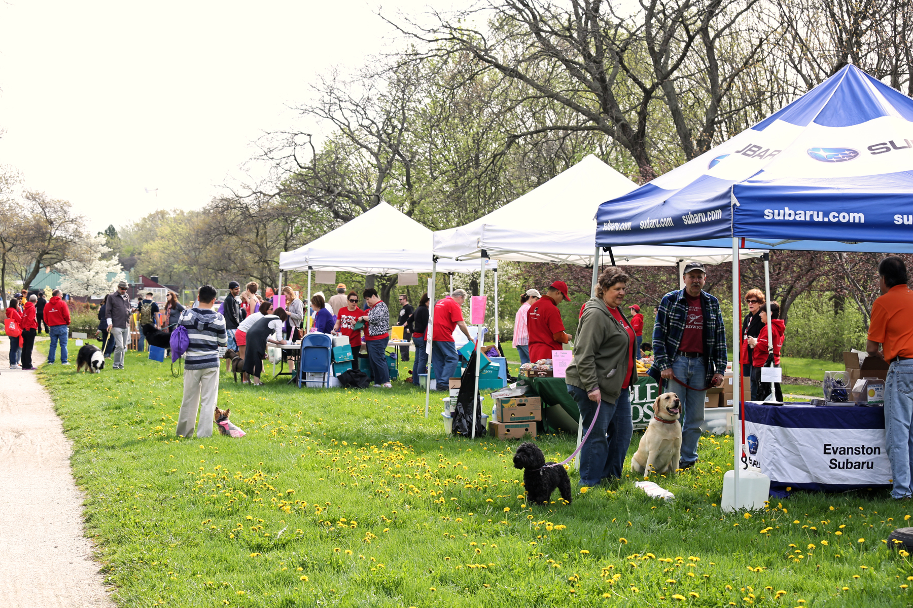 2014 Strut for Strays