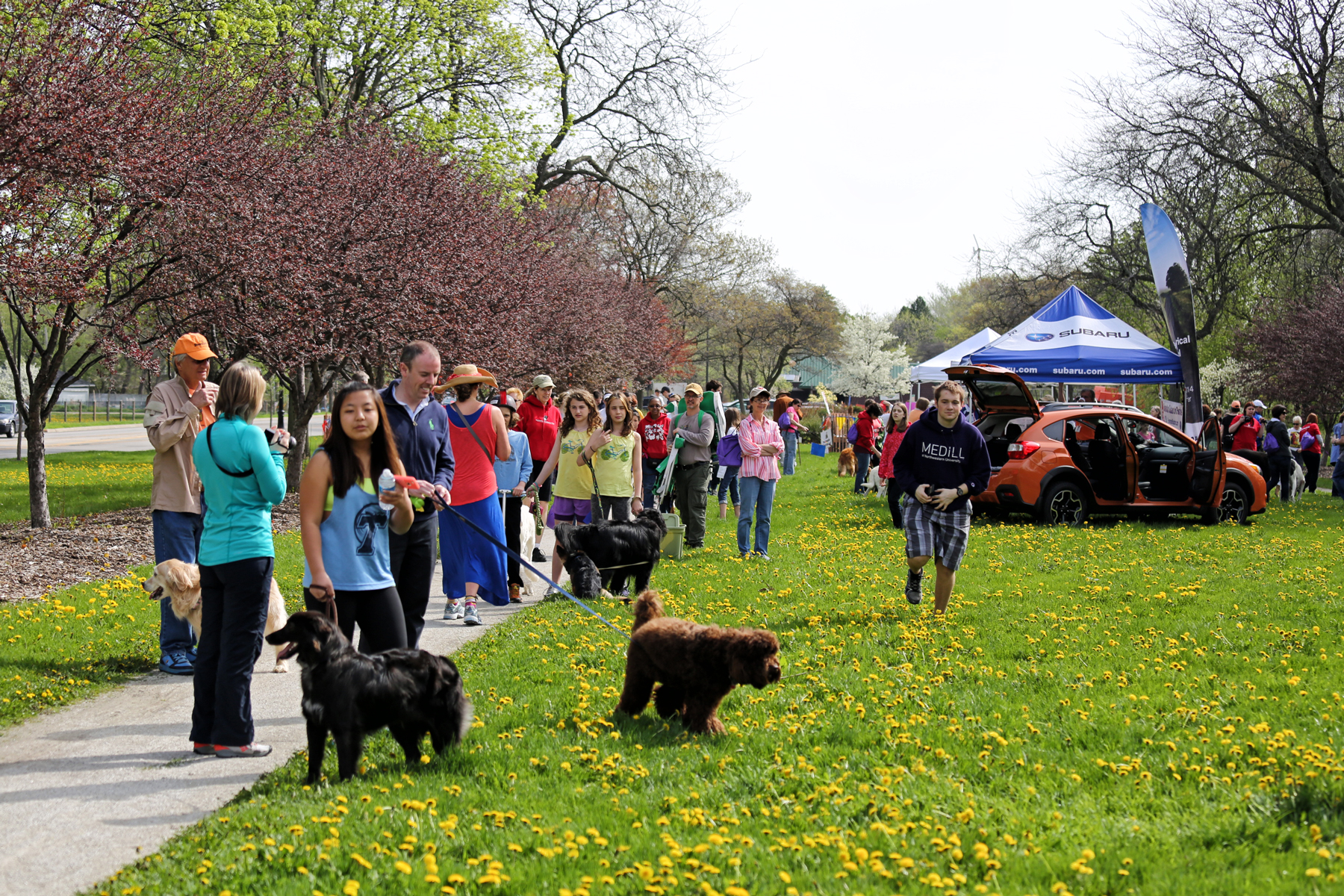 2014 Strut for Strays