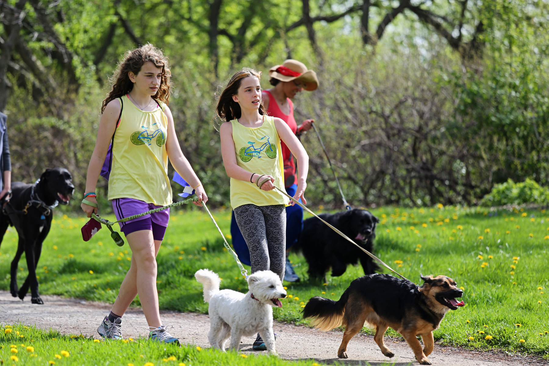 2014 Strut for Strays