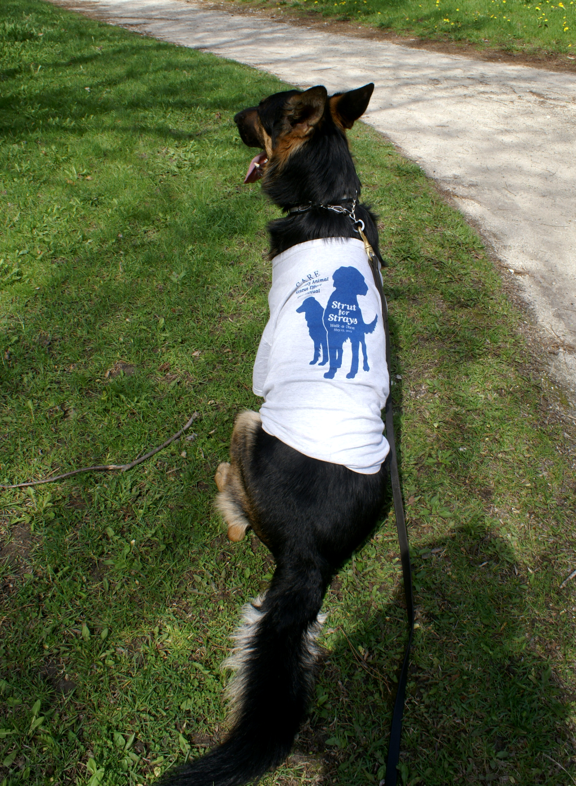 2014 Strut for Strays