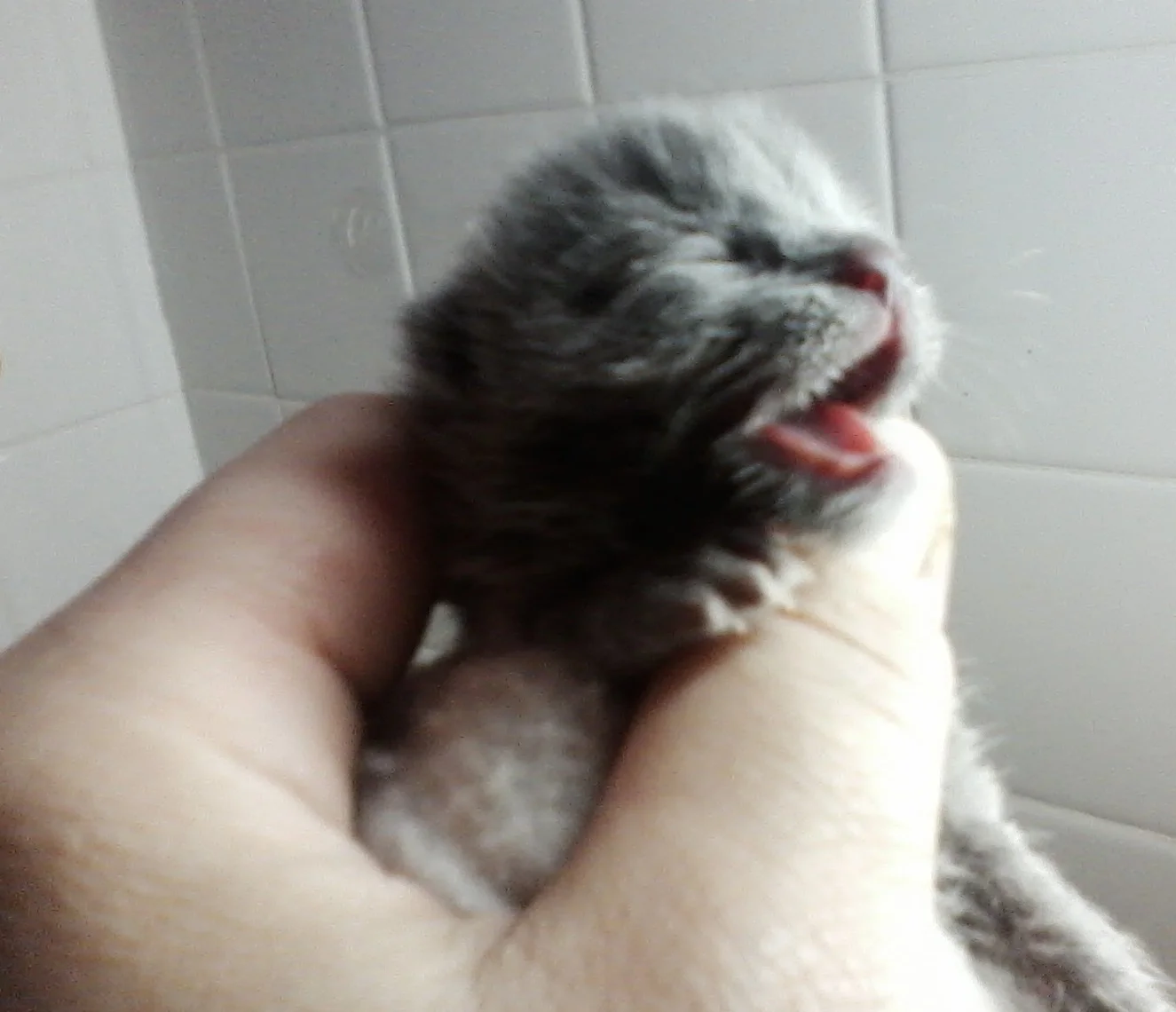 This kitten was separated from his mother when he was only two days old. His three siblings died when the person who took them didn't know how to care for them.